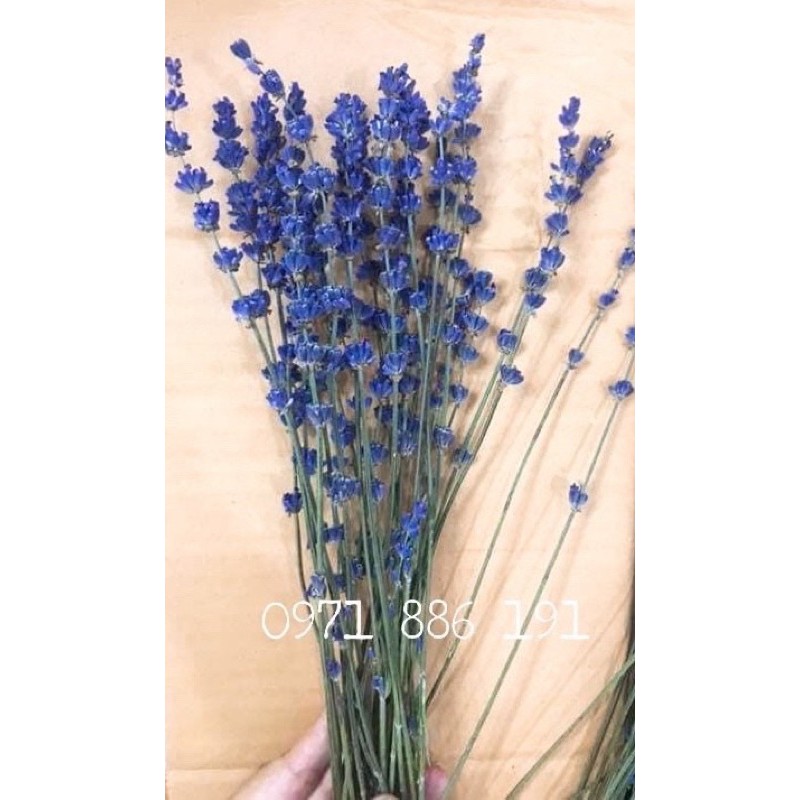 LAVENDER GIÁ SIÊU YÊU CHO 1 CÀNH