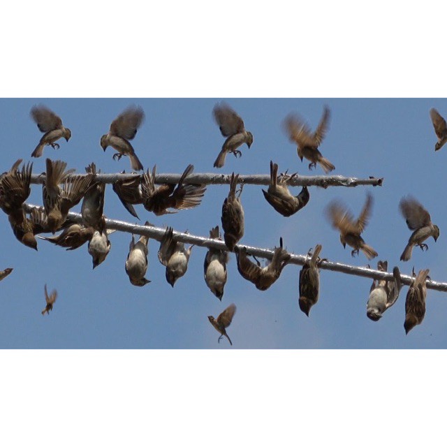 [RẺ VÔ ĐỊCH] Keo bẫy chim sẻ siêu dính