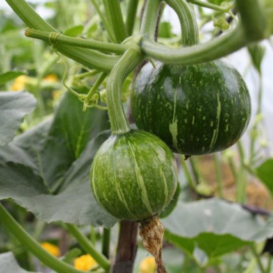 Nấm xanh Metarhizium anisopliae đối kháng côn trùng, bảo vệ bộ rễ TRICHO META 500G