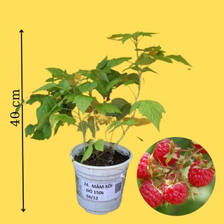 Cây mâm xôi đỏ