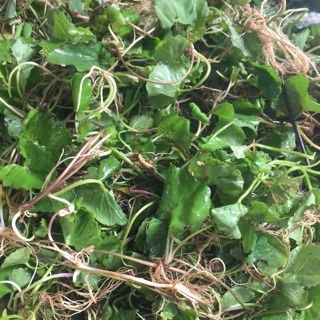 Rau má (tươi 20k/500gram - khô49k/500gram)