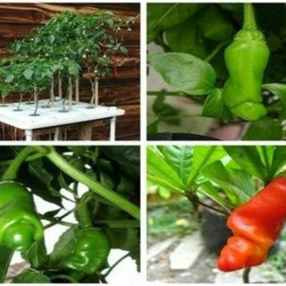 20 Hạt giống ớt cu tý