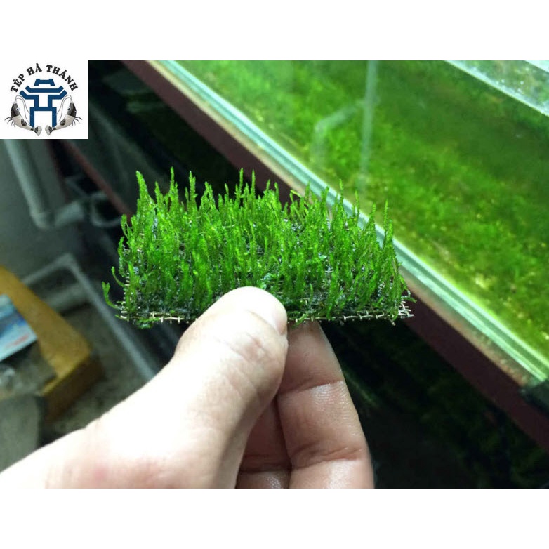 Vỉ Buộc Rêu Inox - Giá Thể Ươm Cây Thủy Sinh - Trang Trí Cho Bể Cá Cảnh, Bể Thủy Sinh