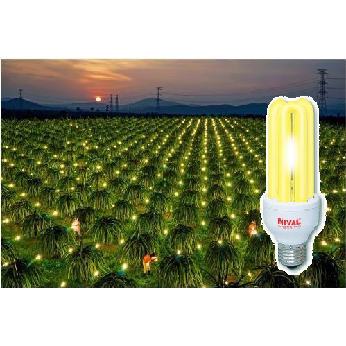 đèn compact 20w ánh sáng vàng / Free ship từ 150k / Bóng đèn Compact 20W ánh sáng vàng chuyên dùng cho nông nghiệp
