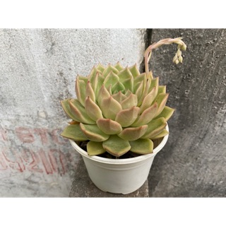 SEN ĐÁ ĐẾ VƯƠNG XANH 10CM