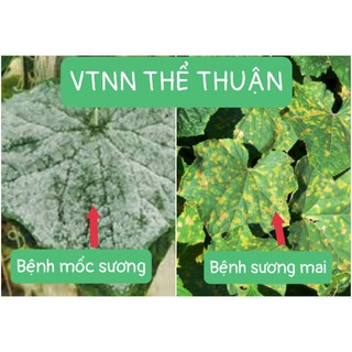 Thuốc Trừ Nấm Bệnh HELP 400sc - 10ml