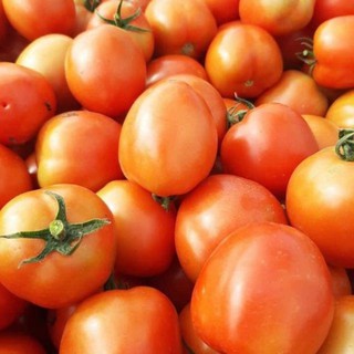 HẠT GIỐNG CÀ CHUA ĐỎ QUẢ TO CHỊU NHIỆT F1 - Siêu Quả, Quả Giòn,Rất Ngon.
