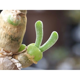 Hạt Giống Cây Tai Thỏ - 20 hạt
