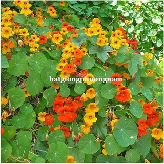 Hạt giống hoa Sen Cạn