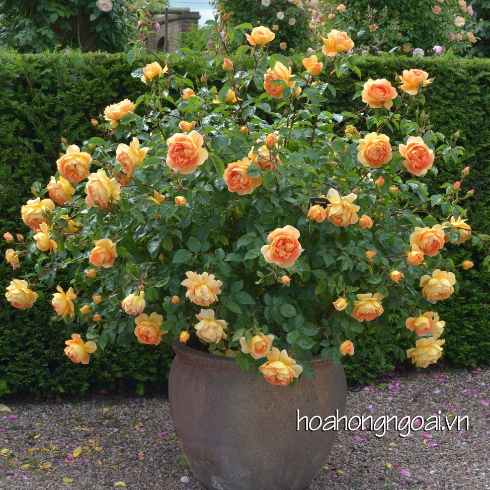 Hạt Giống Hoa Hồng Ngoại Mix Đủ Màu (gói 30 hạt, tặng phân)