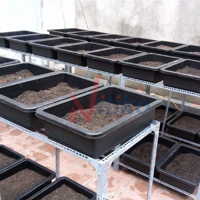 Khay nhựa trồng rau sạch tại nhà