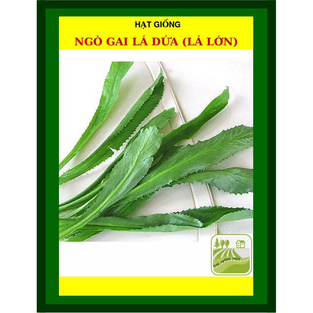 20G - Hạt Giống Ngò Gai Lá Lớn