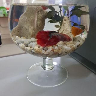 Bể cá mini