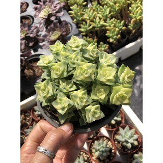 Sen đá Xiên Thịt viền đỏ 17cm