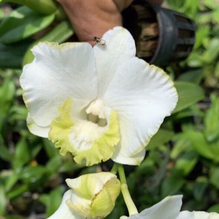 Hoa lan Dendro lai Catlaya