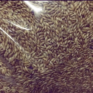 Hạt láng Bỉ cho yến hót finch hàng Bỉ