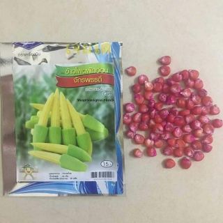 HẠT GIỐNG NGÔ BAO TỬ THÁI LAN
