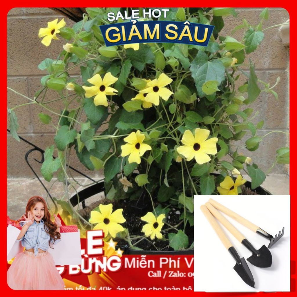 Hạt Giống Hoa Ánh Dương Mix - 4 Hạt / Gói - Tặng Kèm Bộ Dụng Cụ Trồng Cây Mini