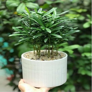 Hạt giống cây tùng la hán kns1282 - gói 10 hạt
