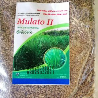 Cỏ Mulato 2 Chịu Lạnh (Gói 200g)