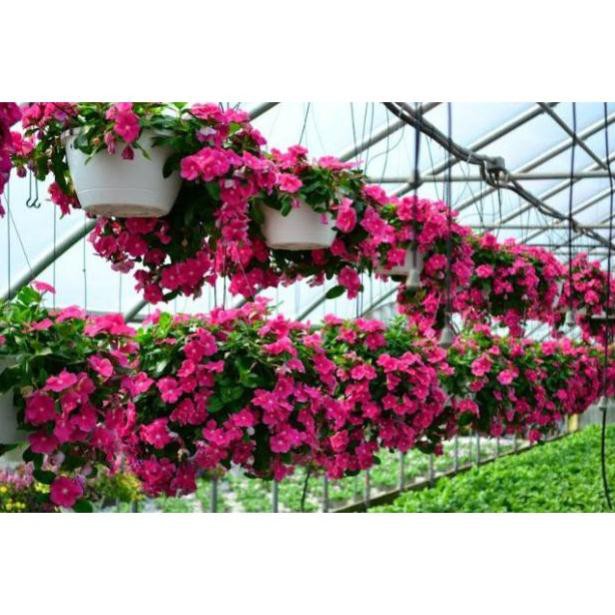 Gói 50 hạt giống hoa dừa cạn rủ nhiều màu sắc TẶNG KÈM PHÂN VÀ KÍCH MẦM