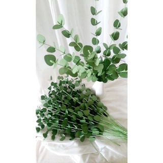 Nhành Lá Táo Decor
