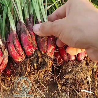 Sâm Đại Hành Củ Loại 1 -sp8