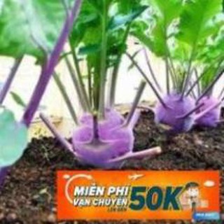 1g Hạt giống Su hào Tím (tặng gói kích nẩy mầm và hướng dẫn) LuckyseadTG