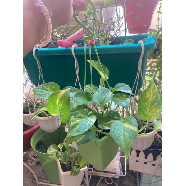 Chậu treo mini Trầu Bà Thái