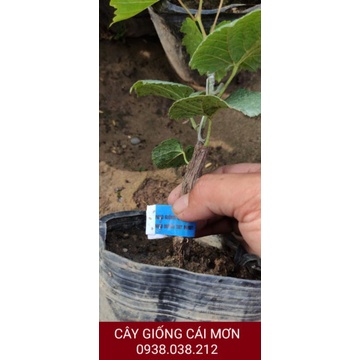 CÂY GIỐNG NHO NGÓN TAY ĐEN KHÔNG HẠT