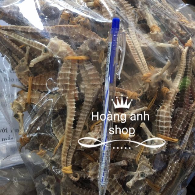 1 cặp cá ngựa đực cái size lớn