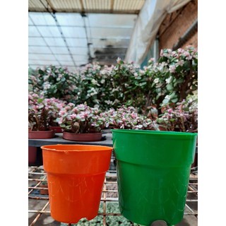 Chậu nhựa tròn size trung