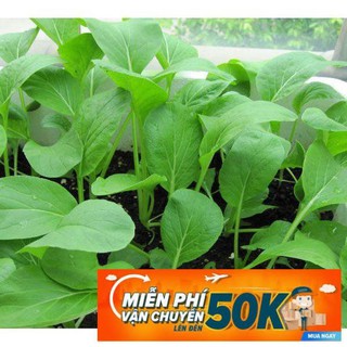 20g Hạt giống Cải ngọt