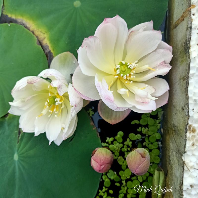 Củ sen siêu mini Rosy dot