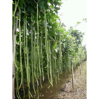 Đậu Đũa Hạt Đen RĐ 667 ( 100 g)