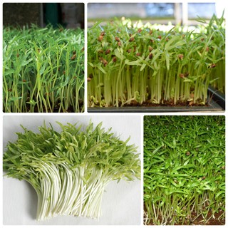 Hạt mầm Rau Muống cao cấp - 50g - Phú Điền