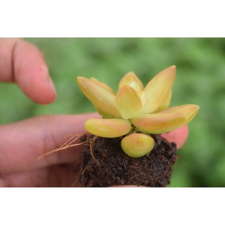 sen đá đá lửa mini 2-4cm