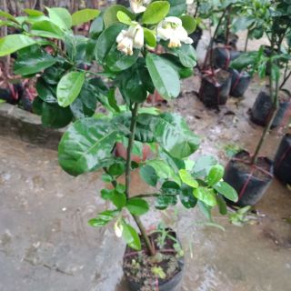 Cây  bưởi  ruby  có hoa luôn  bạn  nhé