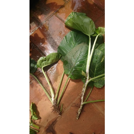 5 khúc cây trầu bà Epipremnum Mable queen variegated