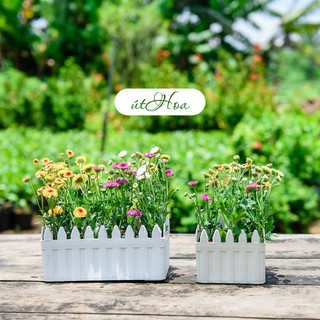Chậu Hàng Rào dài 2 tấc trồng hoa kiểng dễ thương