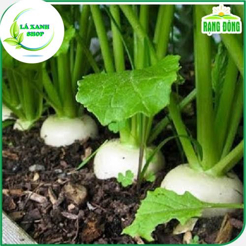 Hạt giống Củ Cải Trắng Dễ Trồng Củ To Dài, Sinh Trưởng Khỏe (gói 20 gram) - Hạt giống Rạng Đông