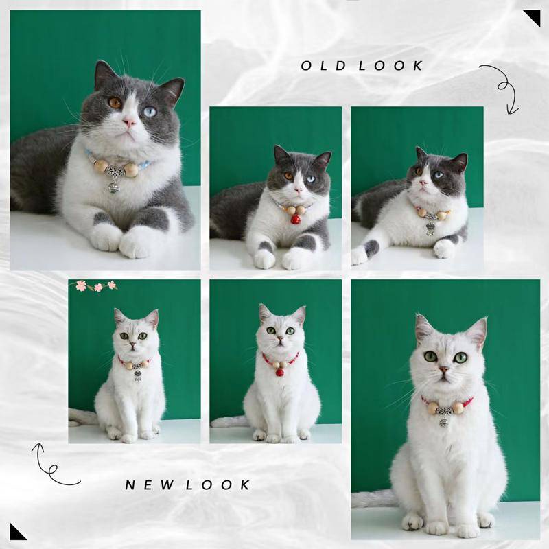 Vòng Cổ Cắm Trại Chống Bọ Chét Và Chống Gài Đi Kèm Chuông Phong Cách Dân Tộc Cho Thú Cưng