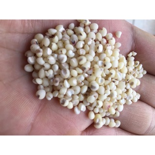 Hạt ý dĩ ( hạt bo bo) 500g