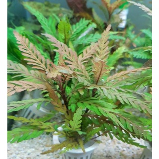 Cây Liễu răng cưa - cây thủy sinh trung cảnh