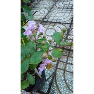 Cây hoa Tường Vi đỏ hồng