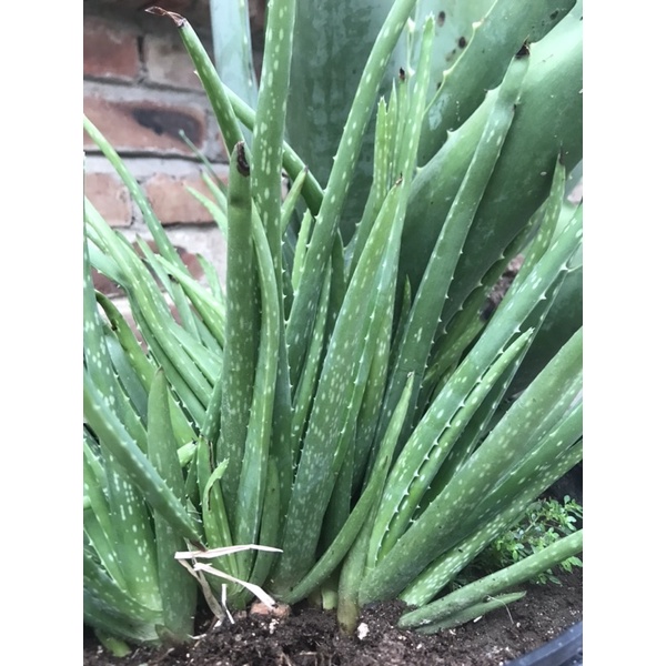 Cây nha đam ( Cây lô hội )