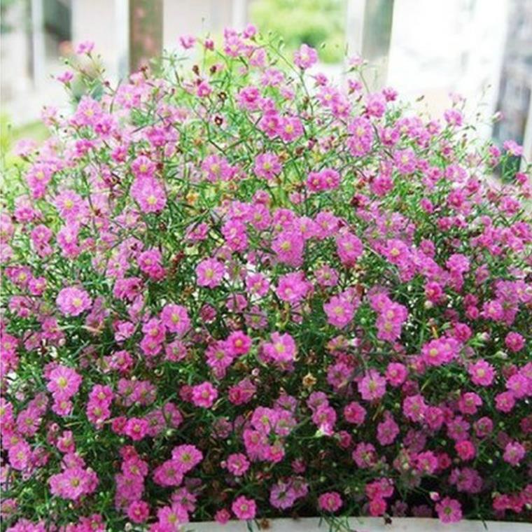 100 hạt giống hoa lưu ly hồng dễ trồng SHOP MỚI KHYẾN MẠI GIÁNG SINH