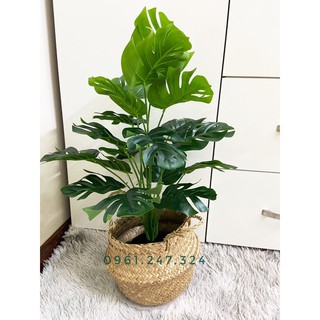 cây giả - cây lá rùa monstera 50cm,60cm (ảnh thật shop tự chụp 100%)