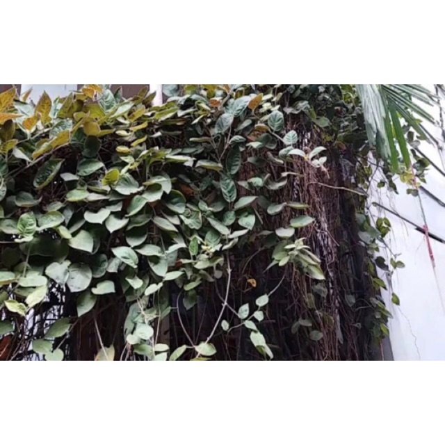 dây mơ lông tím ( giống 1,5m)