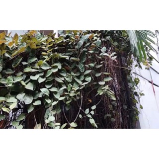 dây mơ lông tím ( giống 1,5m)